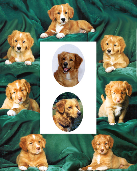 Frame of puppies