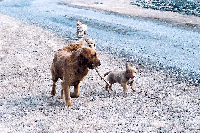 Buddy racing the pups