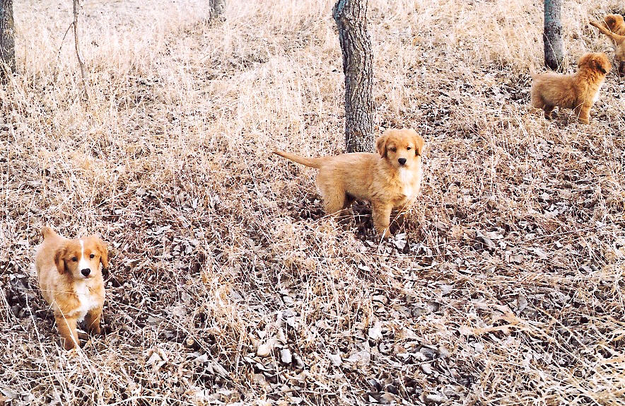 Lucky, Axel, Ivy and Sadie (mostly hidden)