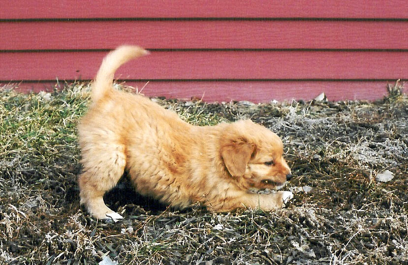 Axel chews on a twig