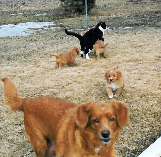 Cricket and pups, and Scooter