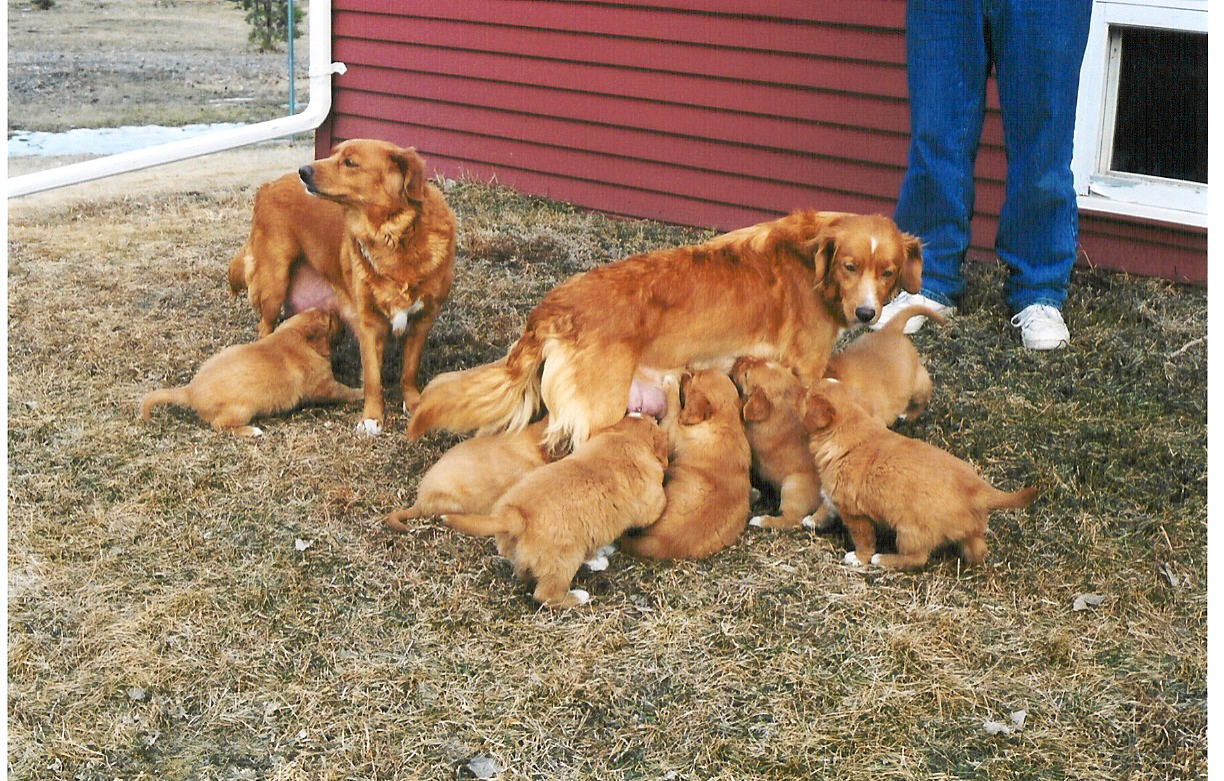 Pups nurse from whoever stands still