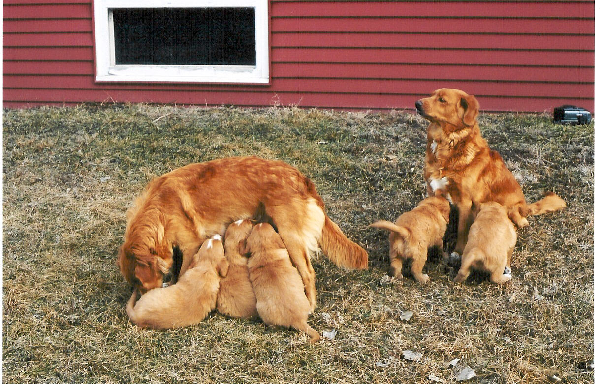 Corrie, Cricket and pups