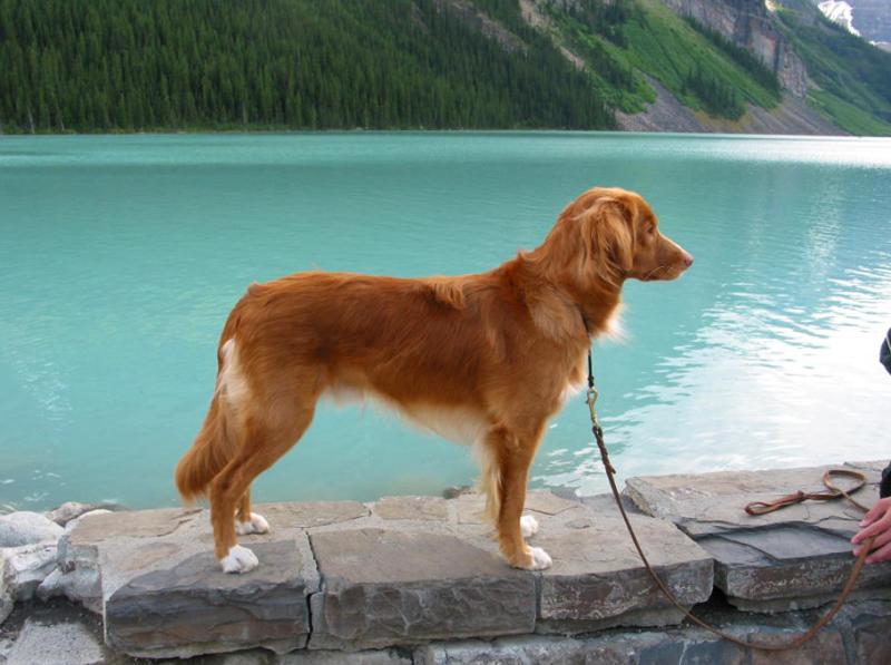 Aker in front of Lake Louise