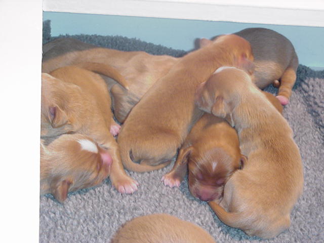 Some of the pups at 3 days old