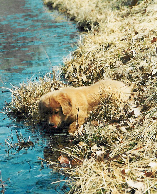 Daisy by the pond