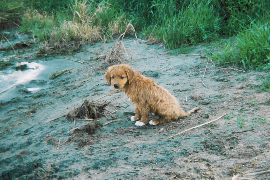 Digby at the beach