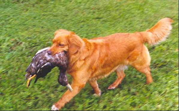 Cricket with a duck