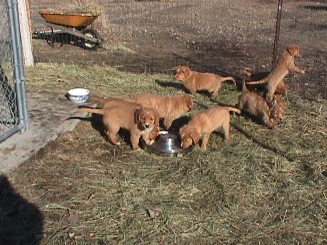 Pups enjoy the nice day