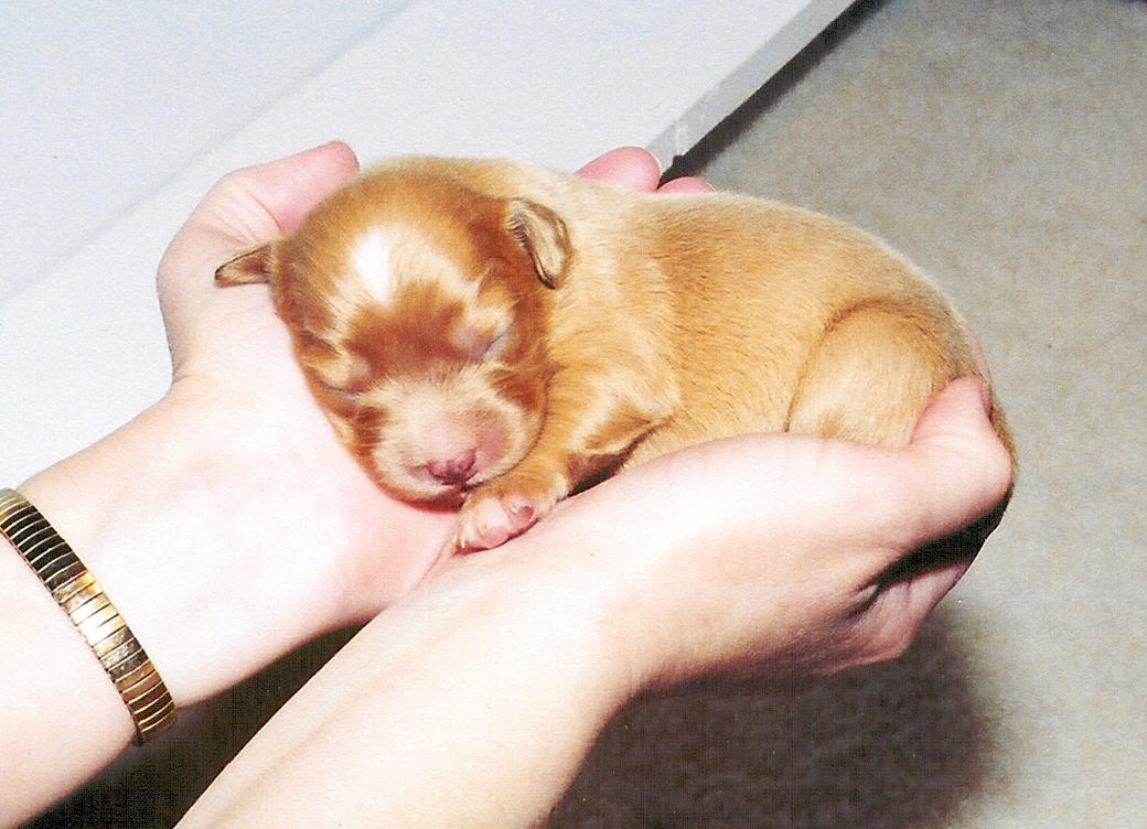 Palm puppy