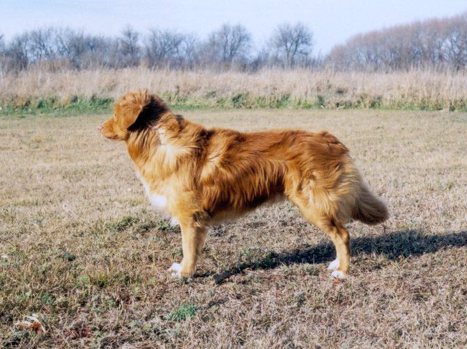 Shylo on a windy day