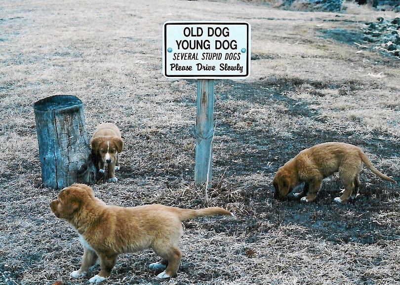 Lucky, Norman and Ivy