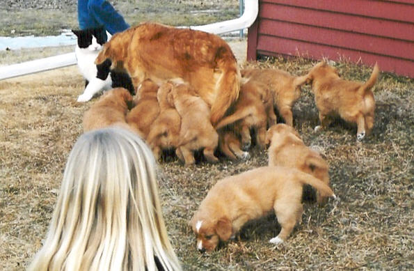 Corrie, pups and cat