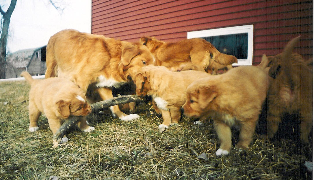 Stick chewing