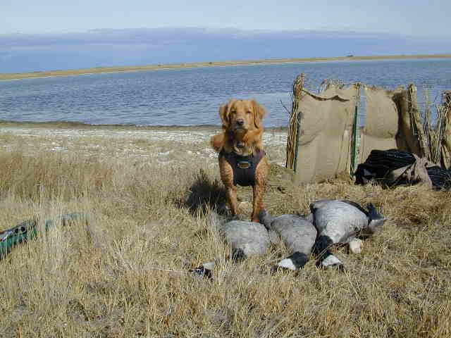 Cedar with Canadian geese he tolled & retrieved at 1 year