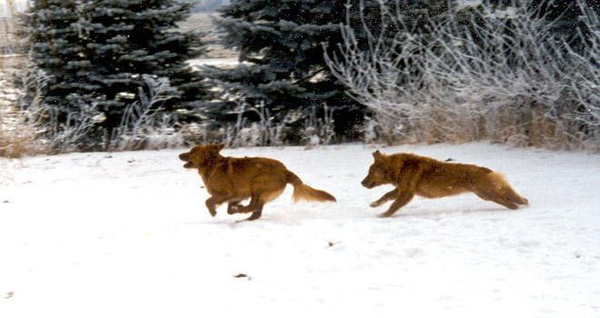 Corrie and Pete --Toller Tag!