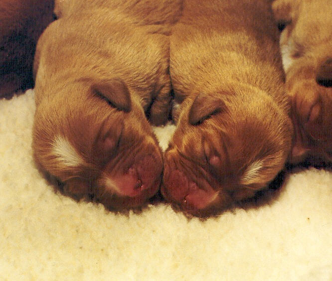 Mirror pups