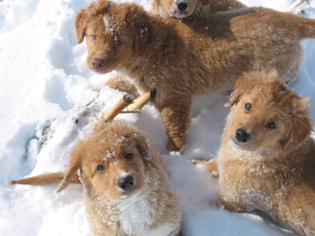 Snow faces